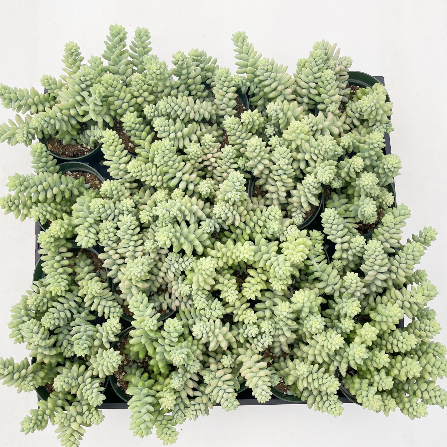 Sedum Morganianum Burro's Tail Bulk 20pcs - 4in Pot
