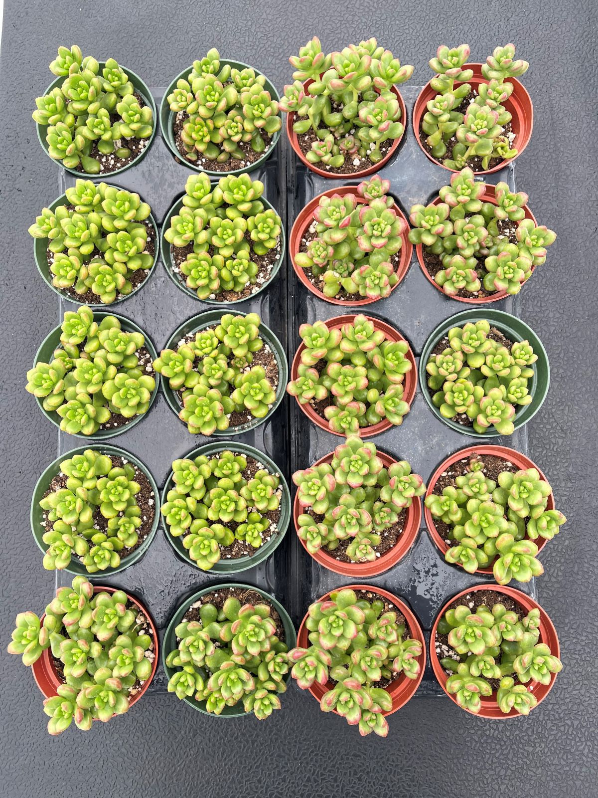 Succulents Sedum lucidum Obesum 20pcs Tray - 4in Pot
