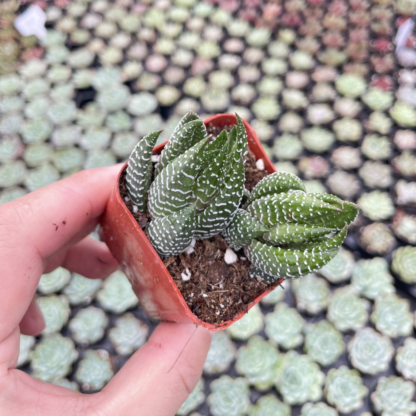 Live Succulents Haworthia coarctata 48pcs Tray - 2in Pot