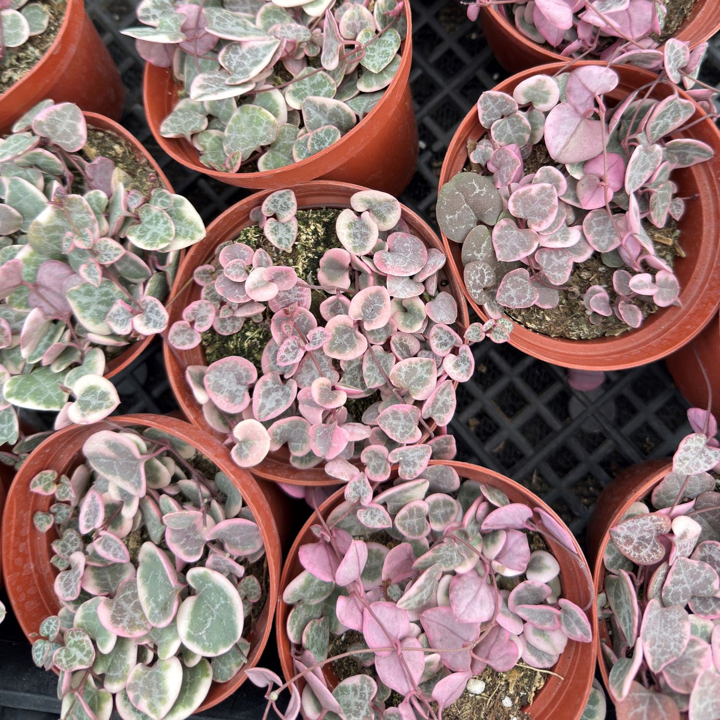 Variegated String of Heart Live Succulent Plants 20pcs Tray - 4in Pot