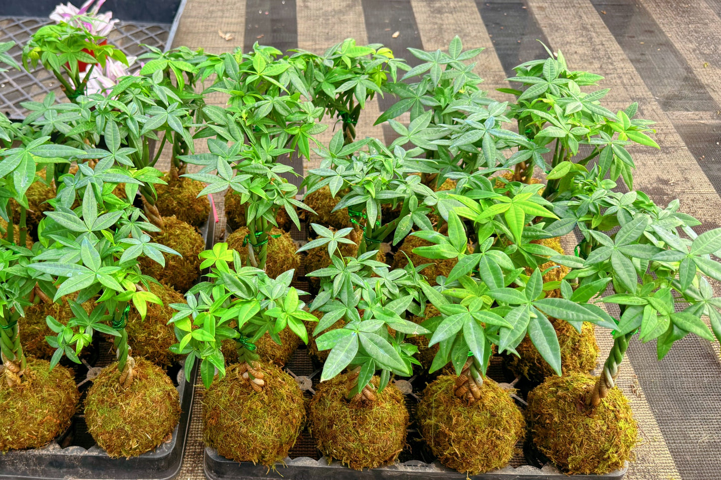 Money Tree Kokedama / Pachira aquatica Kokedama