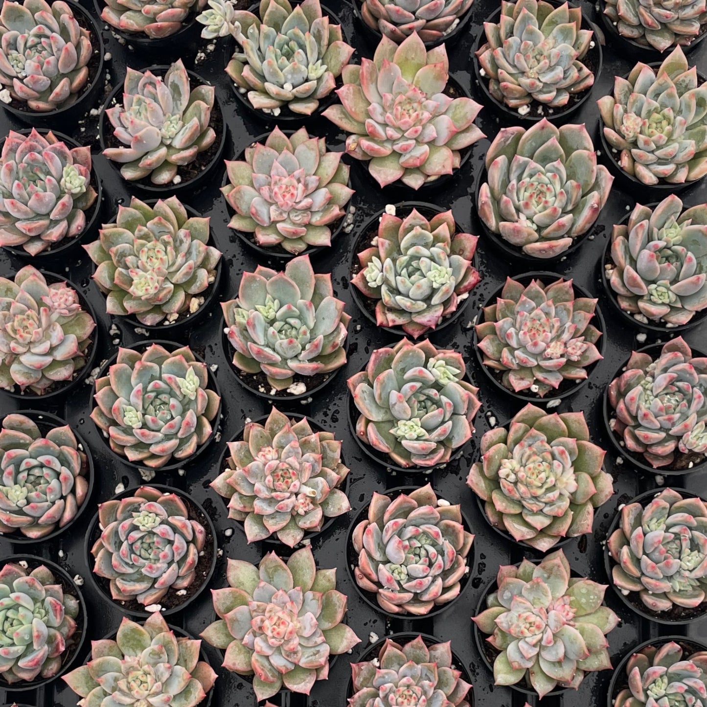 Echeveria White Ice Live Succulent a Tray 54pcs 2in Pot