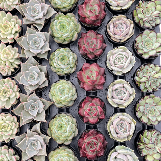 Assorted Rosettes Succulents Bulk 54 Tray - 2in Pot