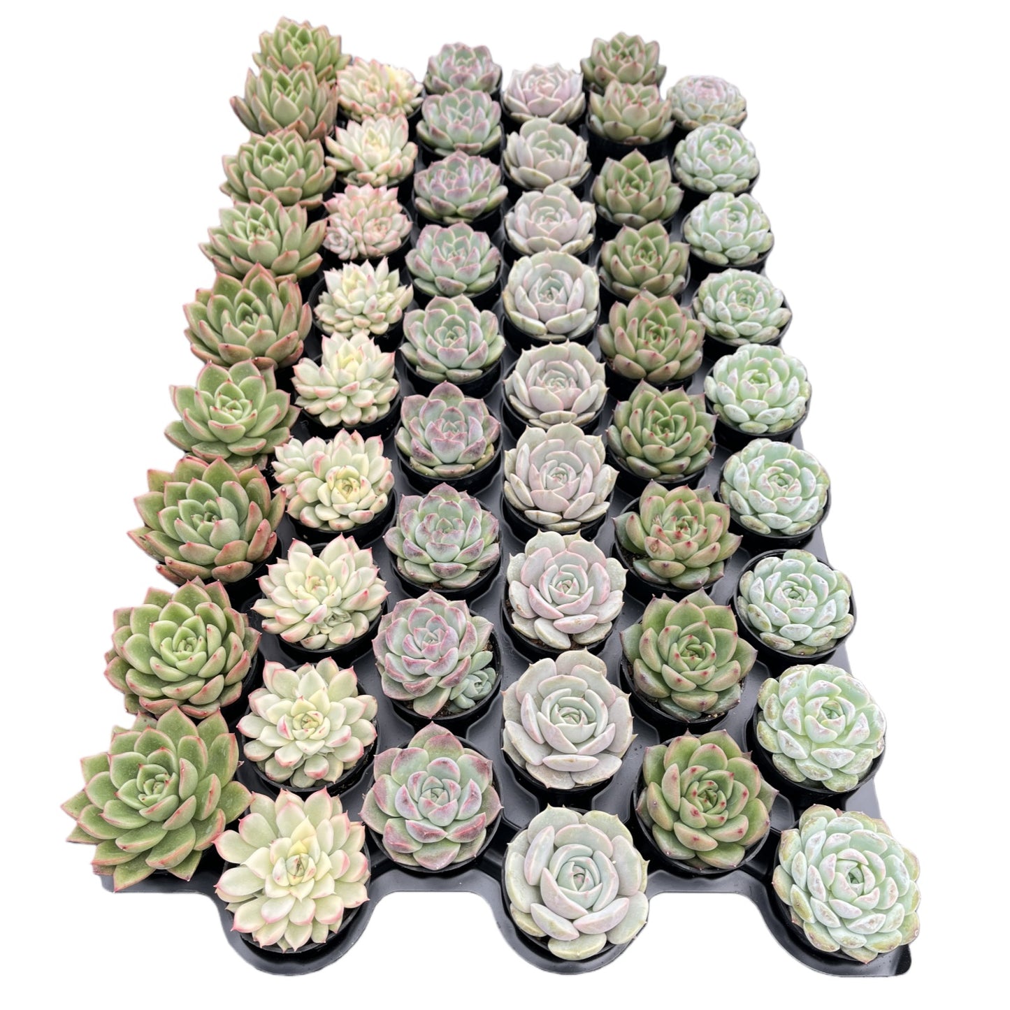 Assorted Rosettes Succulents Bulk 54 Tray - 2in Pot