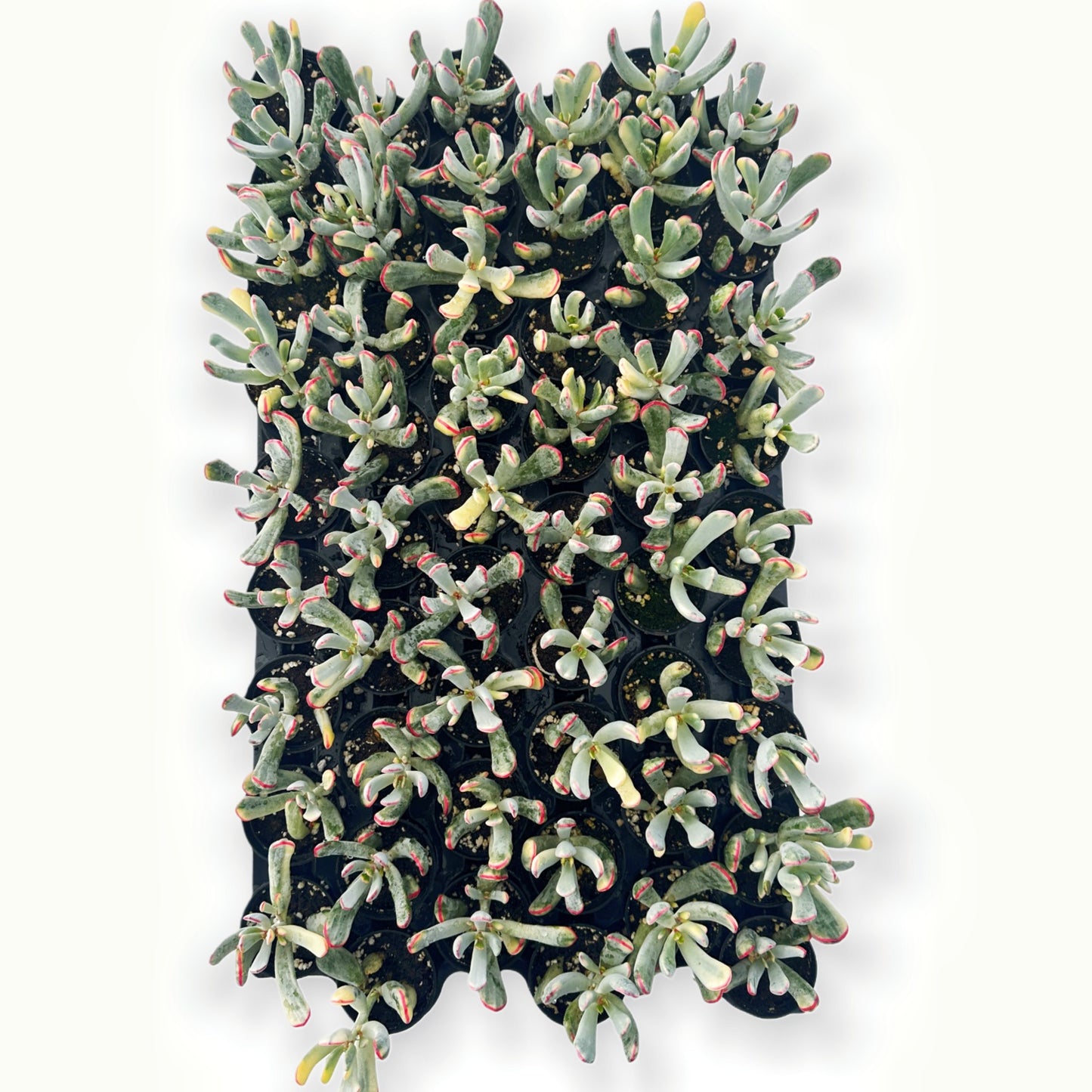 Cotyledon Orbiculata cv. Long Leaf Variegated Bulk Tray 54pcs - in 2in Pot