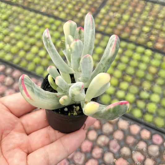 Cotyledon Orbiculata cv. Long Leaf Variegated Bulk Tray 54pcs - in 2in Pot