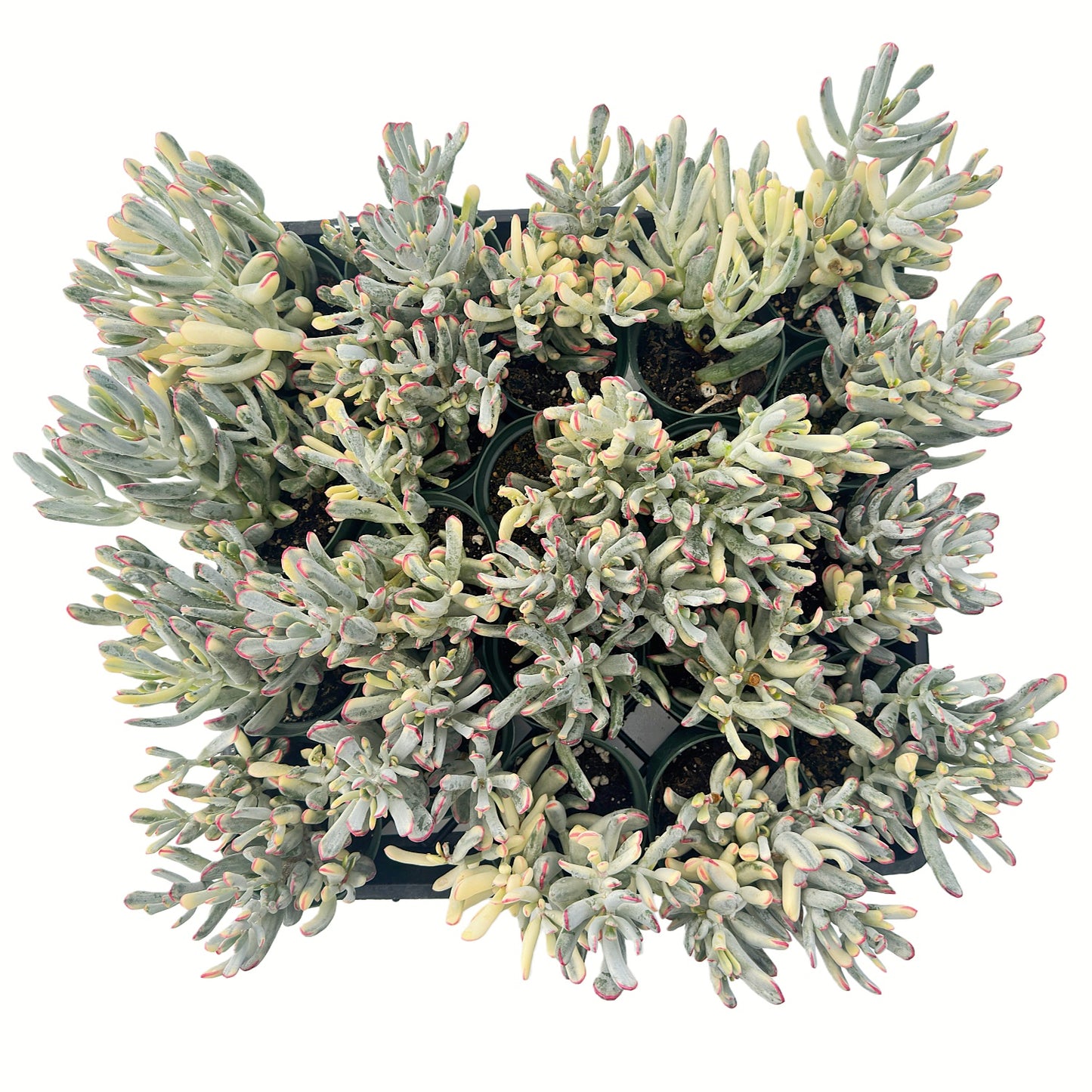 Cotyledon Orbiculata cv. Long Leaf Variegated Bulk Tray 20pcs - in 4in Pot