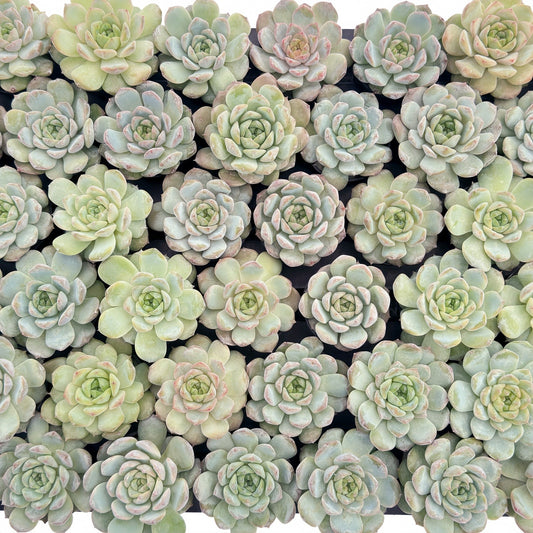 Echeveria Icy Laui Sugar Heart Live Bulk Tray 54pcs 2in Pot
