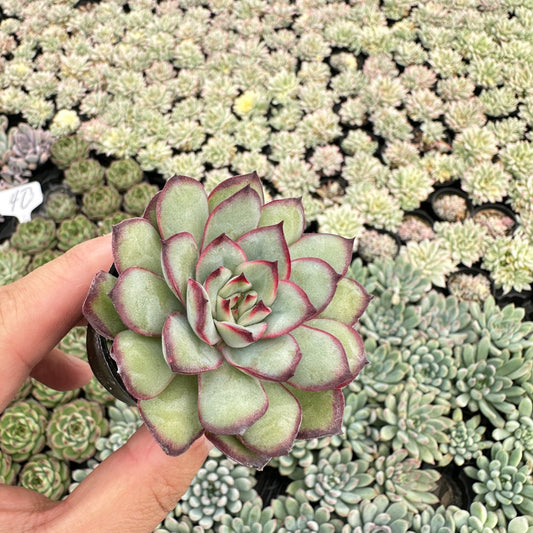 Echeveria Mexican pulidonis Bulk 54 Tray - 2in Pot
