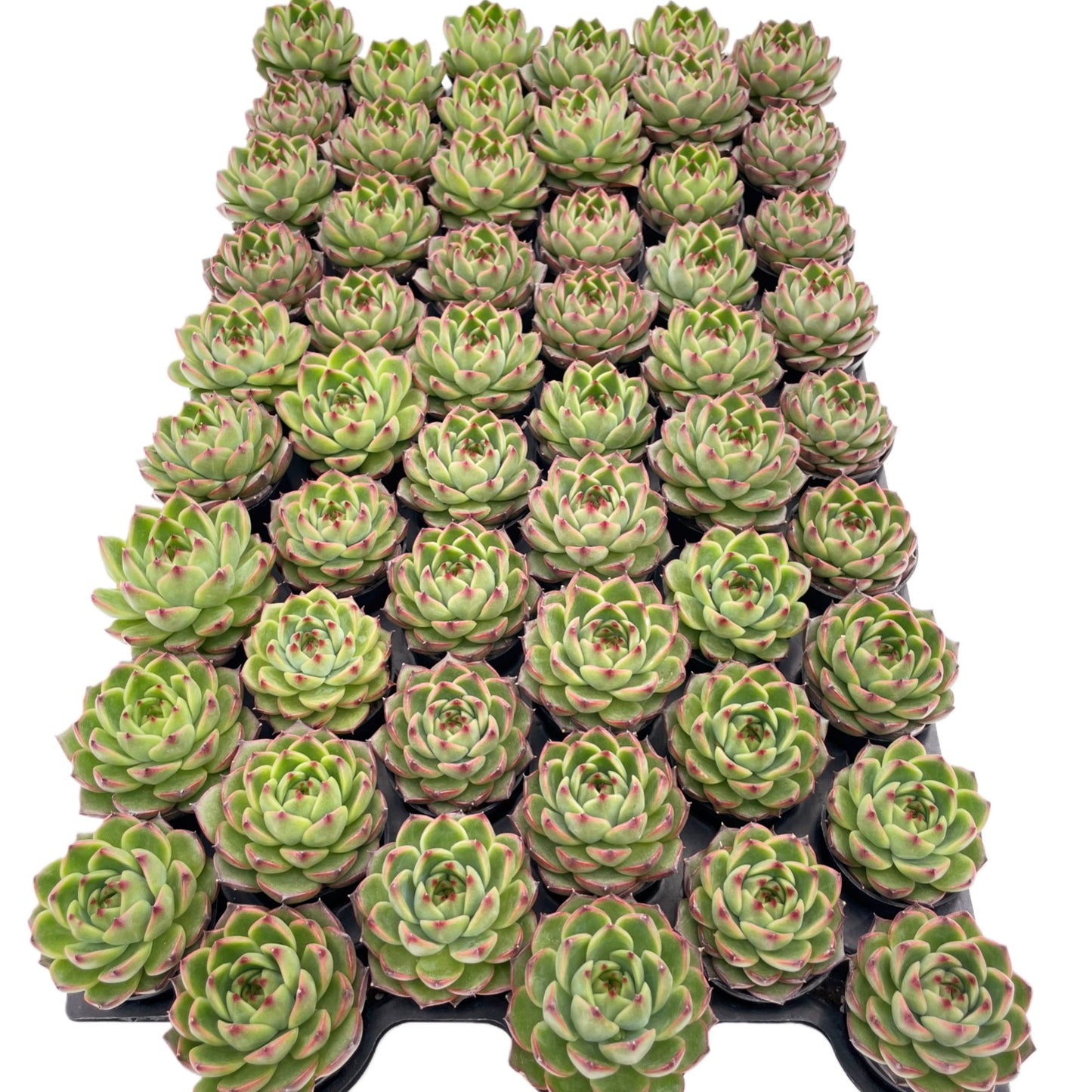 Echeveria Firefly Live Succulent Bulk a Tray 54pcs 2in Pot
