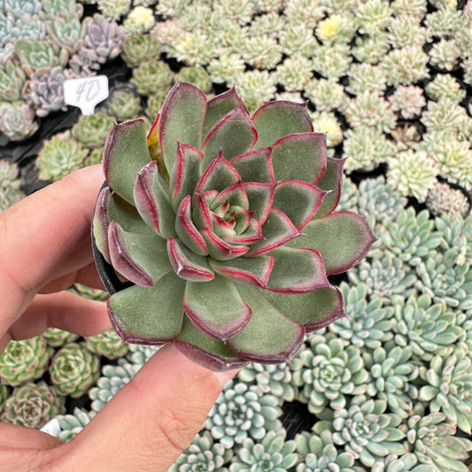 Echeveria Firefly Live Succulent Bulk a Tray 54pcs 2in Pot