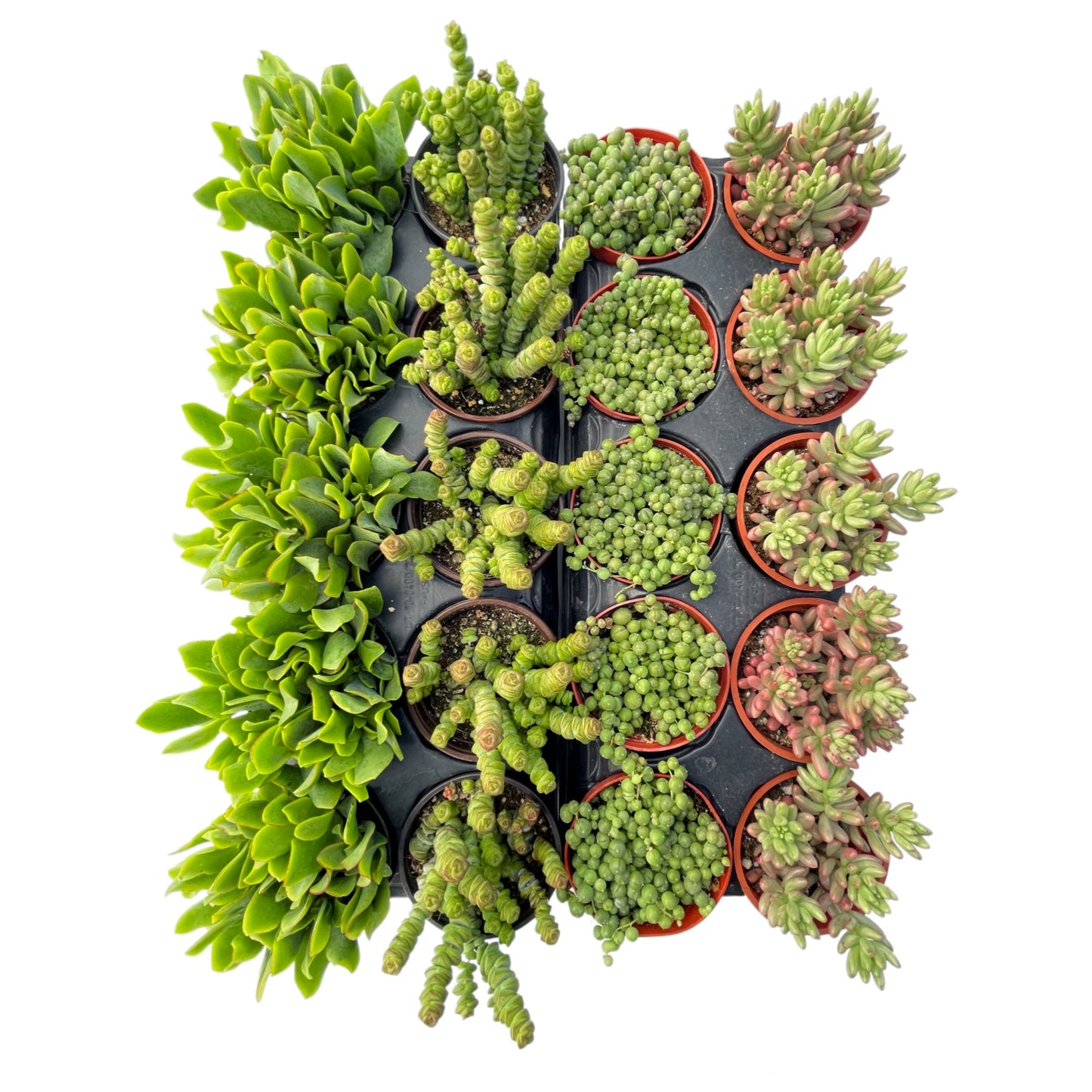 Assorted Live Succulents 20pcs a Tray 4in Pot 4 Varieties