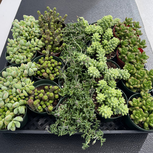 Assorted Succulents (5 Varieties) Bulk 20 Tray - 4in Pot