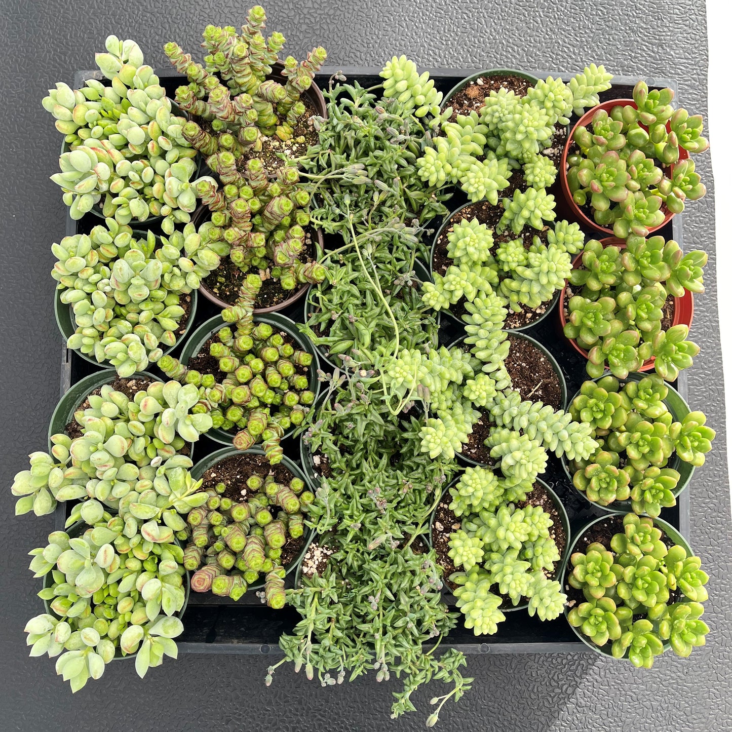 Assorted Succulents (5 Varieties) Bulk 20 Tray - 4in Pot