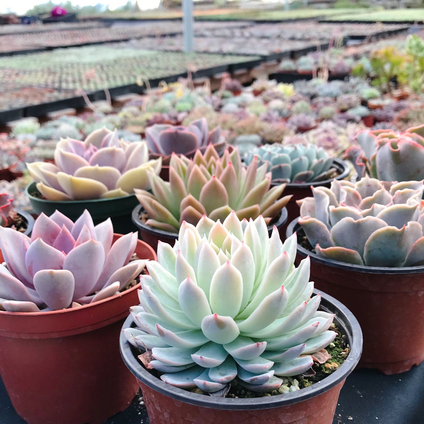 Assorted Rosette Succulents 20pcs a Tray 4in Pot 4 Varieties