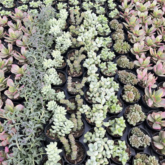 Assorted Succulents (6 Varieties) Bulk 54 Tray - 2in Pot