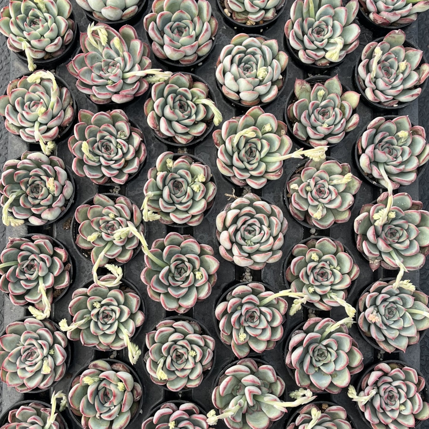 Echeveria Pulidonis Bulk 54 Tray - 2in Pot