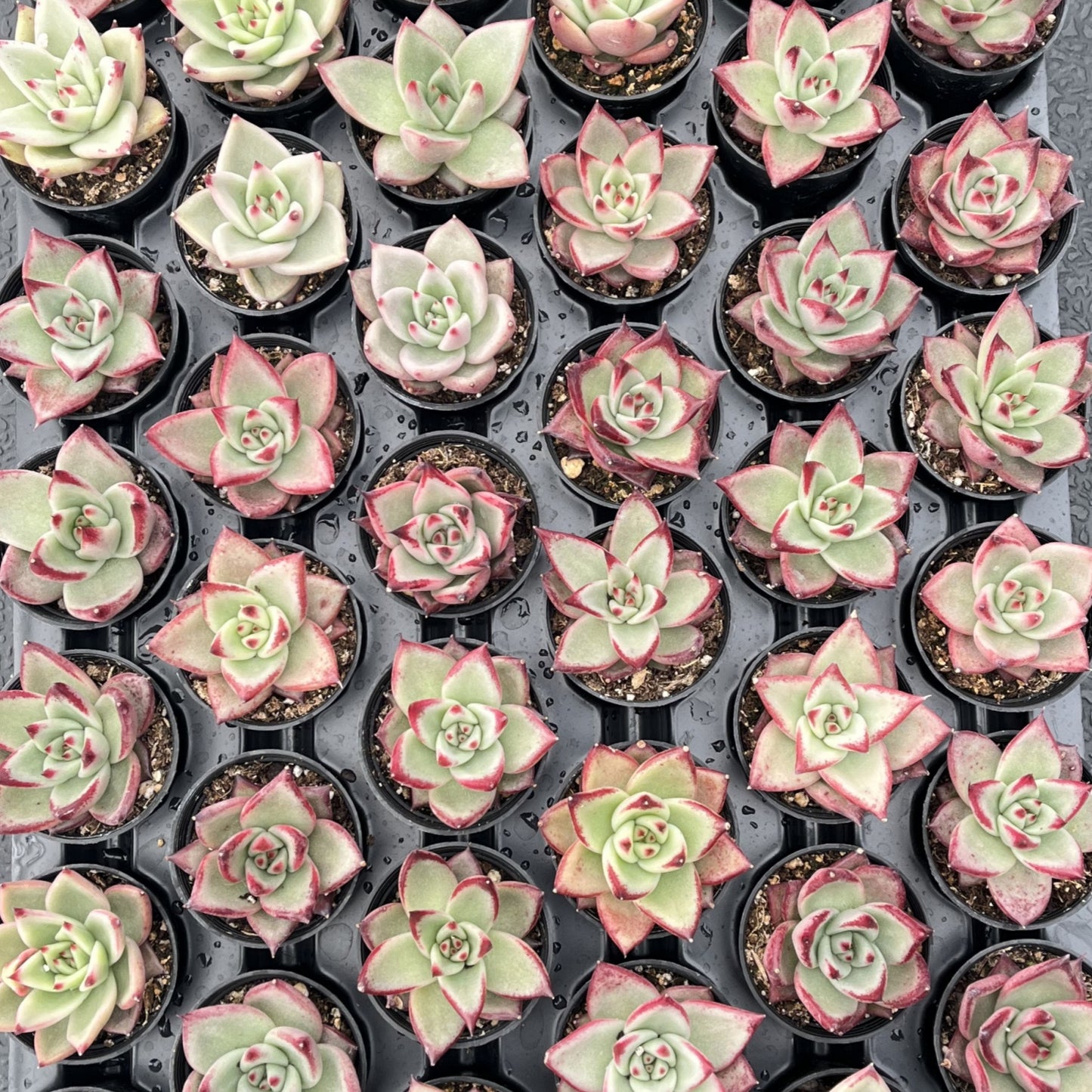 Echeveria Red Knight / Red Ebony Bulk 54 Tray - 2in Pot