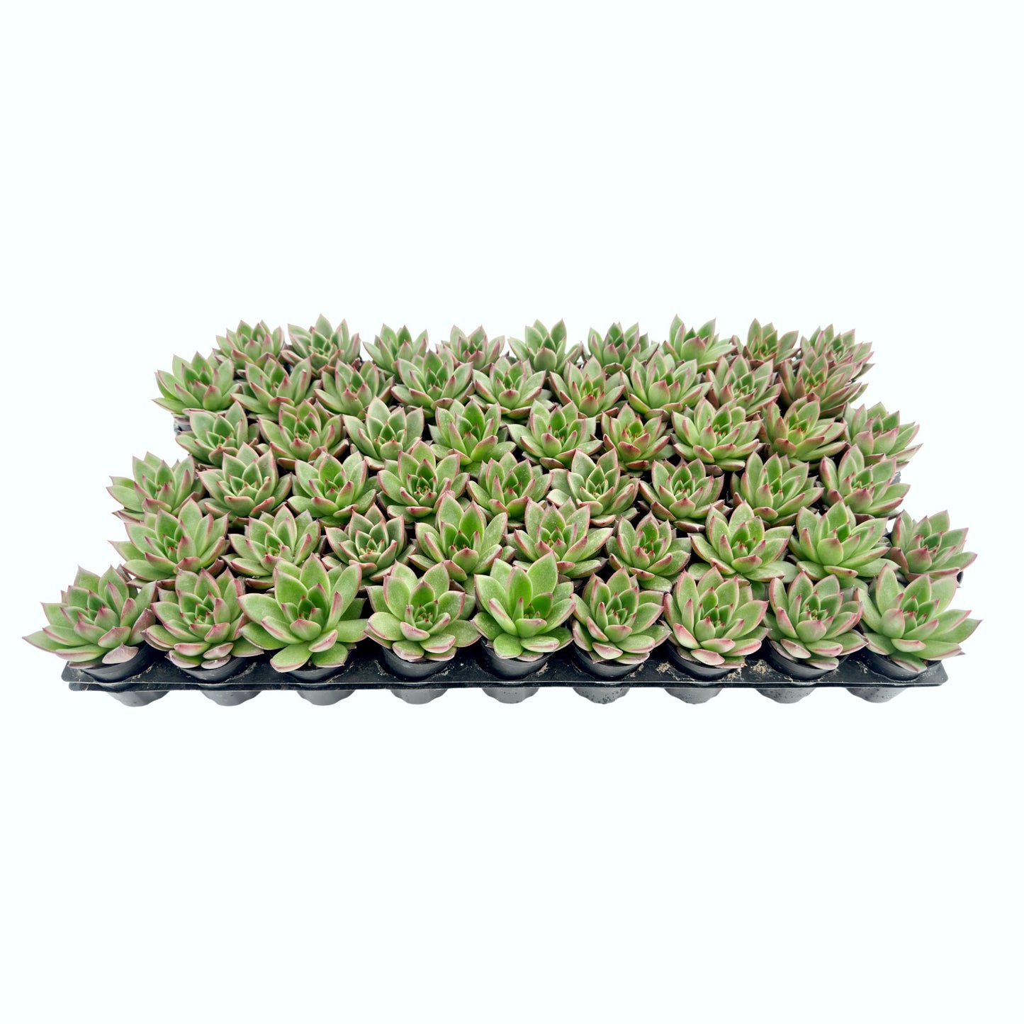 Echeveria Agavoides Wild Horse Bulk 54 Tray - 2in Pot
