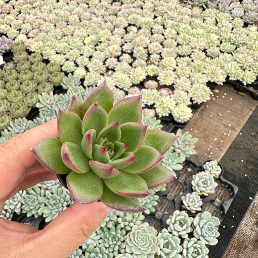 Echeveria Agavoides Wild Horse Bulk 54 Tray - 2in Pot