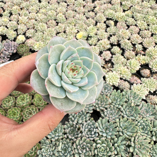 Echeveria 'Red Velvet' Bulk 54 Tray - 2in Pot