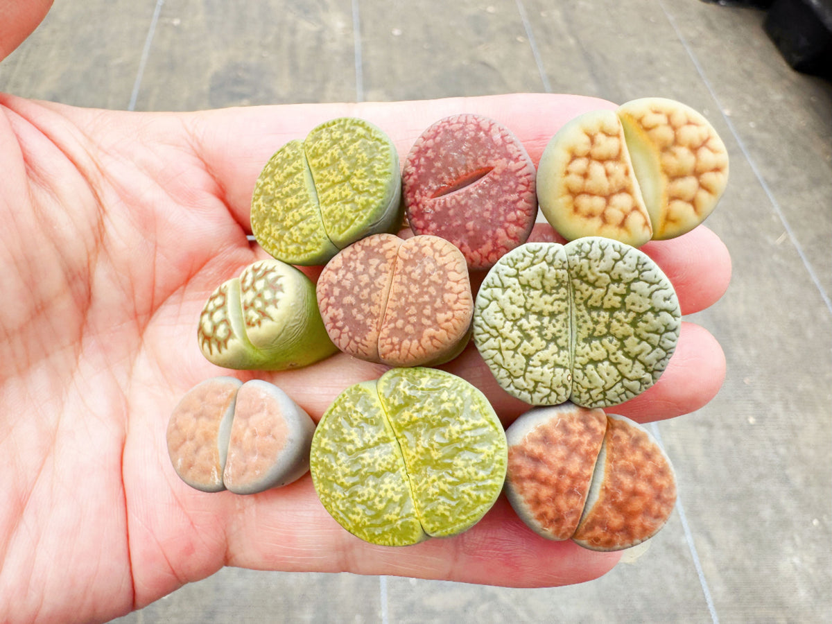 Assorted Lithops Collections 0.6"-1.1", Bareroot for Self Gardening or Gift Ideas