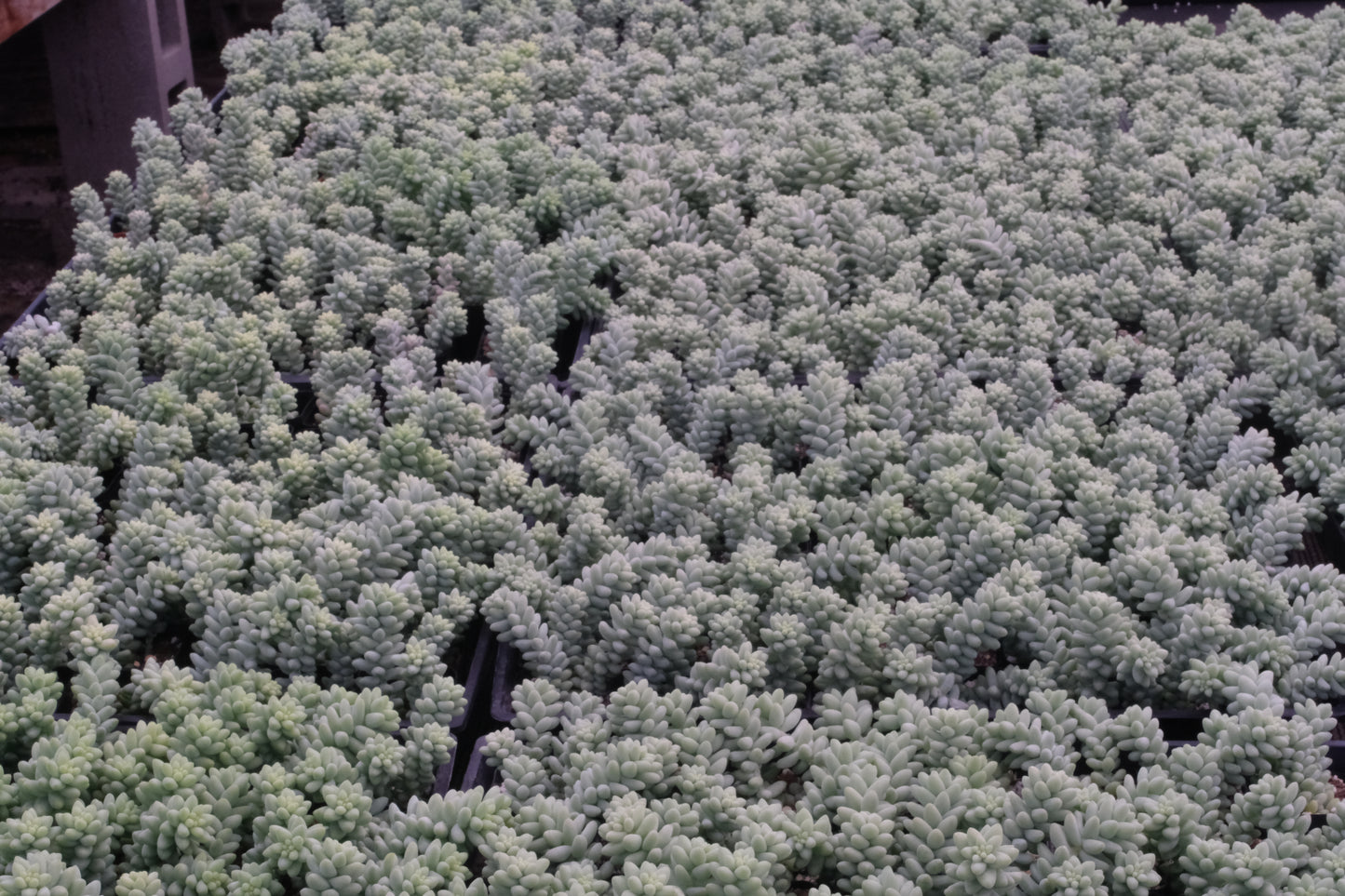 Sedum Morganianum (Burro's tail) Bulk 54 Tray - 2in Pot