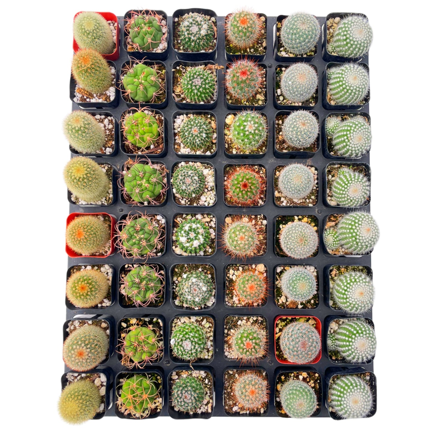 Live Cactus 48-Pack a Tray, 6 Assorted Varieties, 2" Pots
