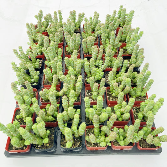 Crassula Baby Necklace Live Succulent a Tray 48pcs - 2in Pot