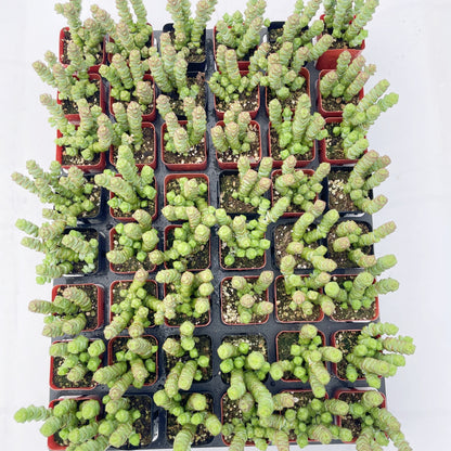 Crassula Baby Necklace Live Succulent a Tray 48pcs - 2in Pot