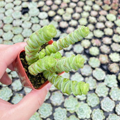 Crassula Baby Necklace Live Succulent a Tray 48pcs - 2in Pot