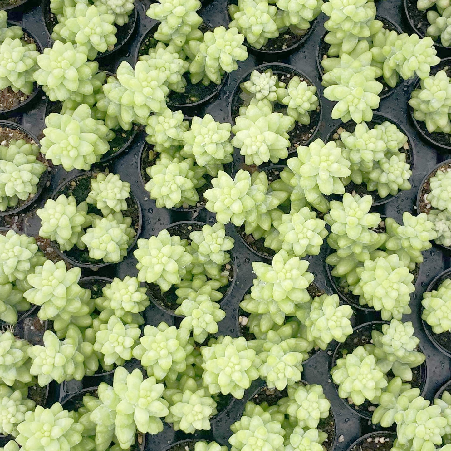 Sedum Morganianum (Burro's tail) Bulk 54 Tray - 2in Pot