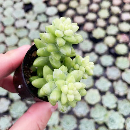 Sedum Morganianum (Burro's tail) Bulk 54 Tray - 2in Pot