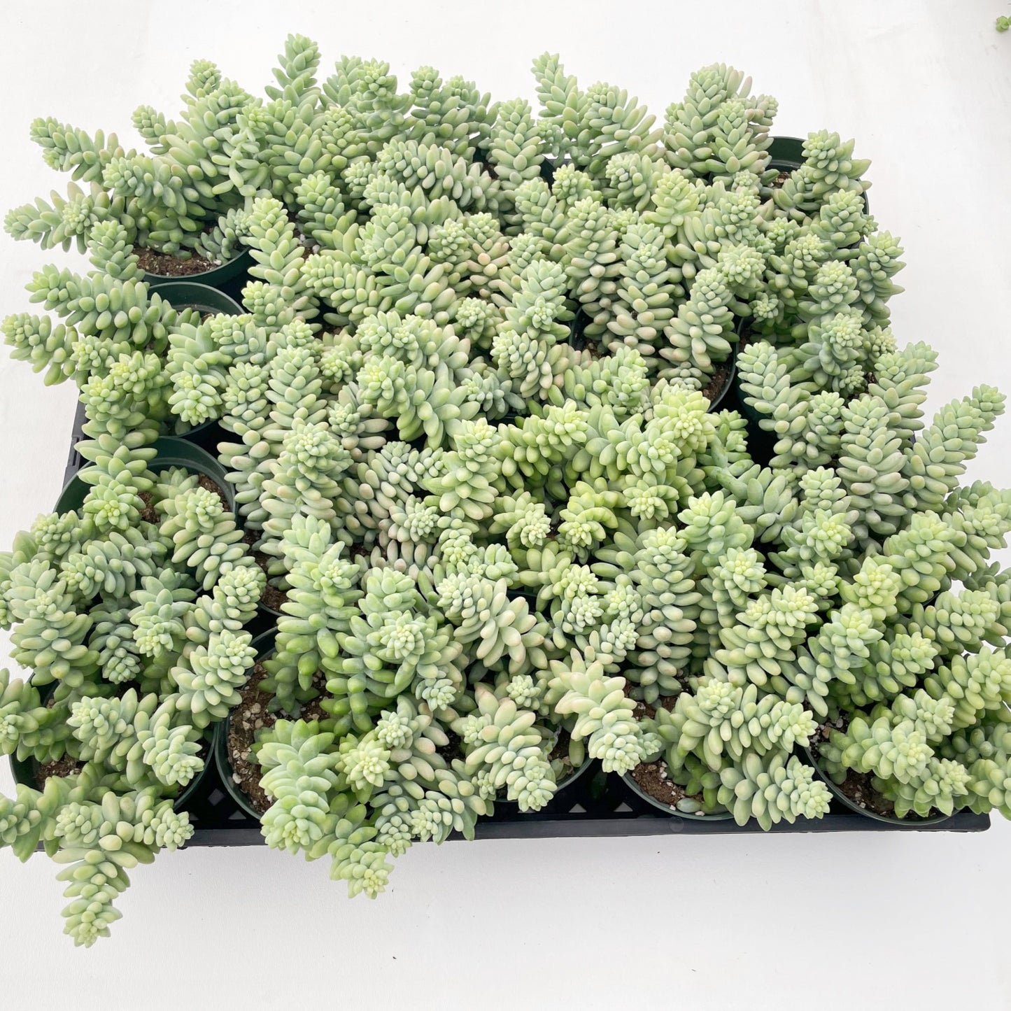 Sedum Morganianum Burro's Tail Bulk 20pcs - 4in Pot