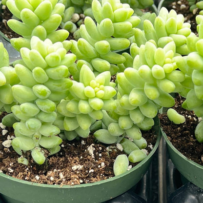 Sedum Morganianum Burro's Tail Bulk 20pcs - 4in Pot