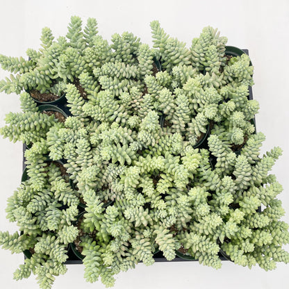 Sedum Morganianum Burro's Tail Bulk 20pcs - 4in Pot
