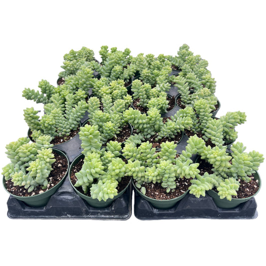 Sedum Morganianum Burro's Tail Bulk 20pcs - 4in Pot