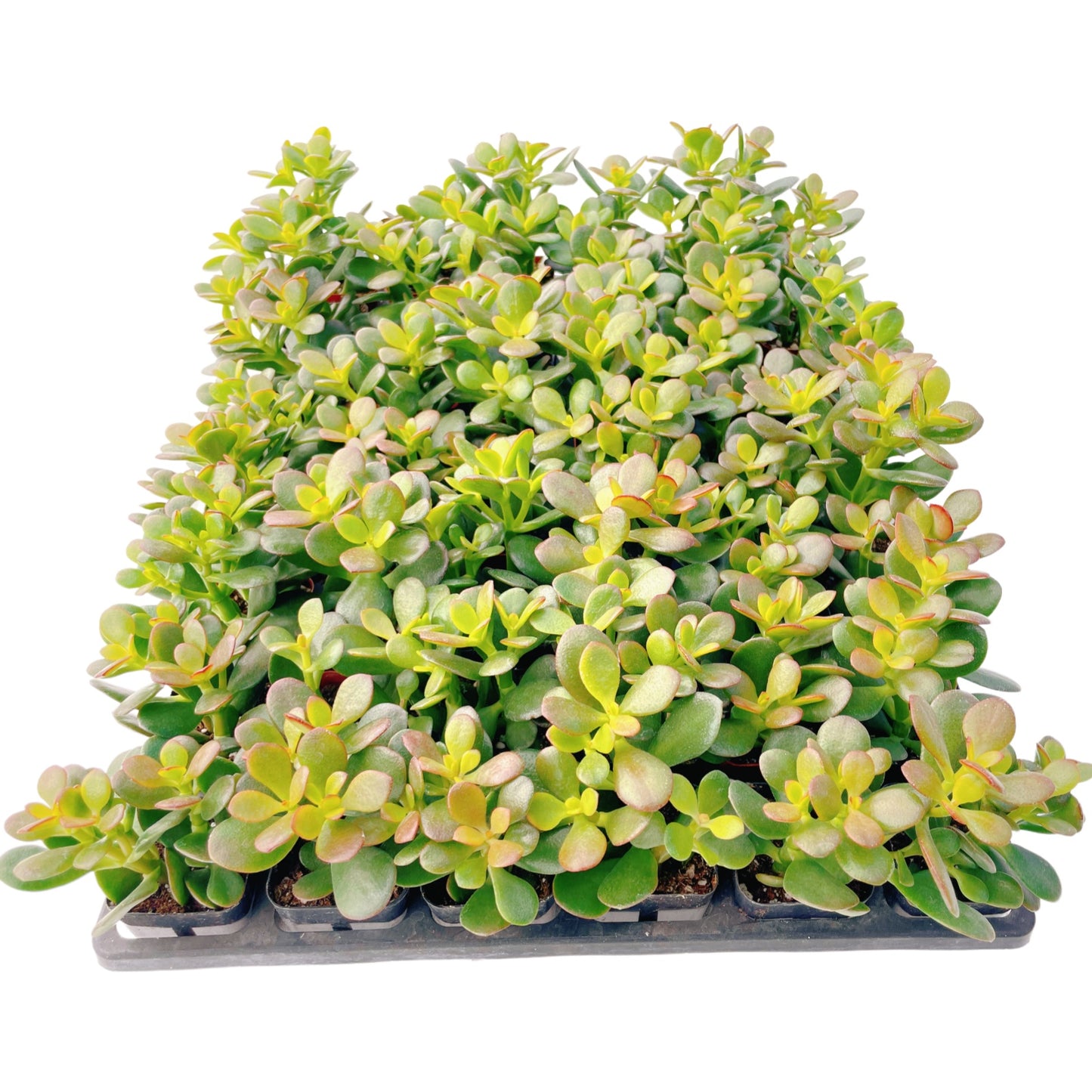Crassula Ovata 'Hummel Sunset' Jade Bulk 48 Tray in 2" Pot