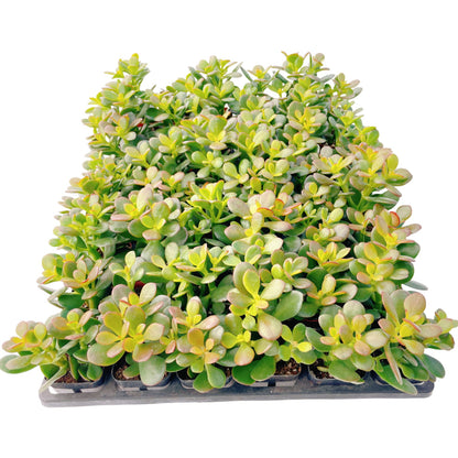 Crassula Ovata 'Hummel Sunset' Jade Bulk 48 Tray in 2" Pot