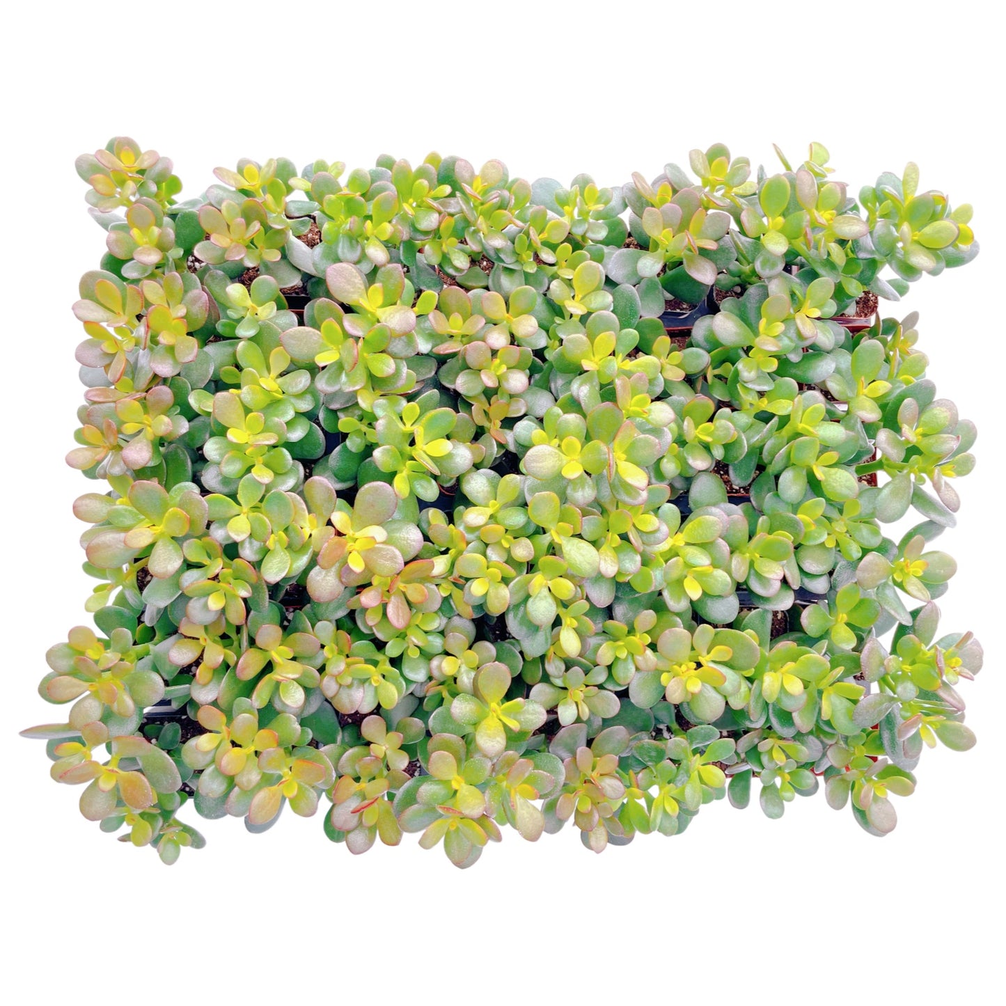 Crassula Ovata 'Hummel Sunset' Jade Bulk 48 Tray in 2" Pot