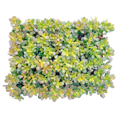 Crassula Ovata 'Hummel Sunset' Jade Bulk 48 Tray in 2" Pot