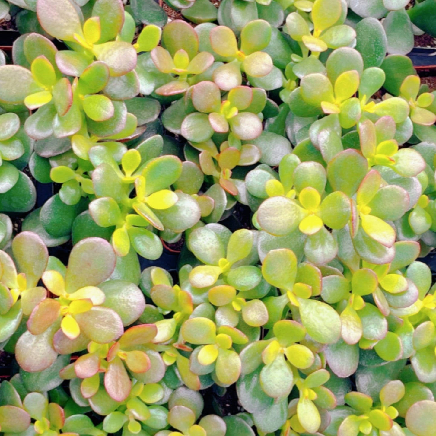 Crassula Ovata 'Hummel Sunset' Jade Bulk 48 Tray in 2" Pot