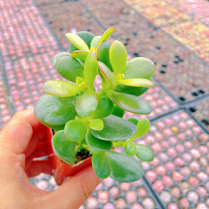 Crassula Ovata 'Hummel Sunset' Jade Bulk 48 Tray in 2" Pot