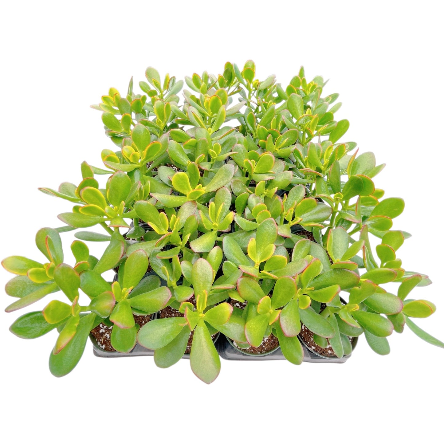 Crassula Ovata 'Hummel Sunset' Jade Bulk 20 Tray in 4" Pot