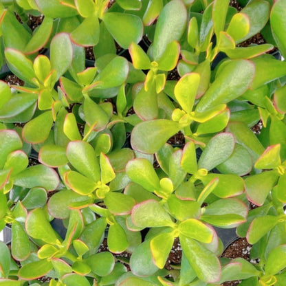 Crassula Ovata 'Hummel Sunset' Jade Bulk 20 Tray in 4" Pot