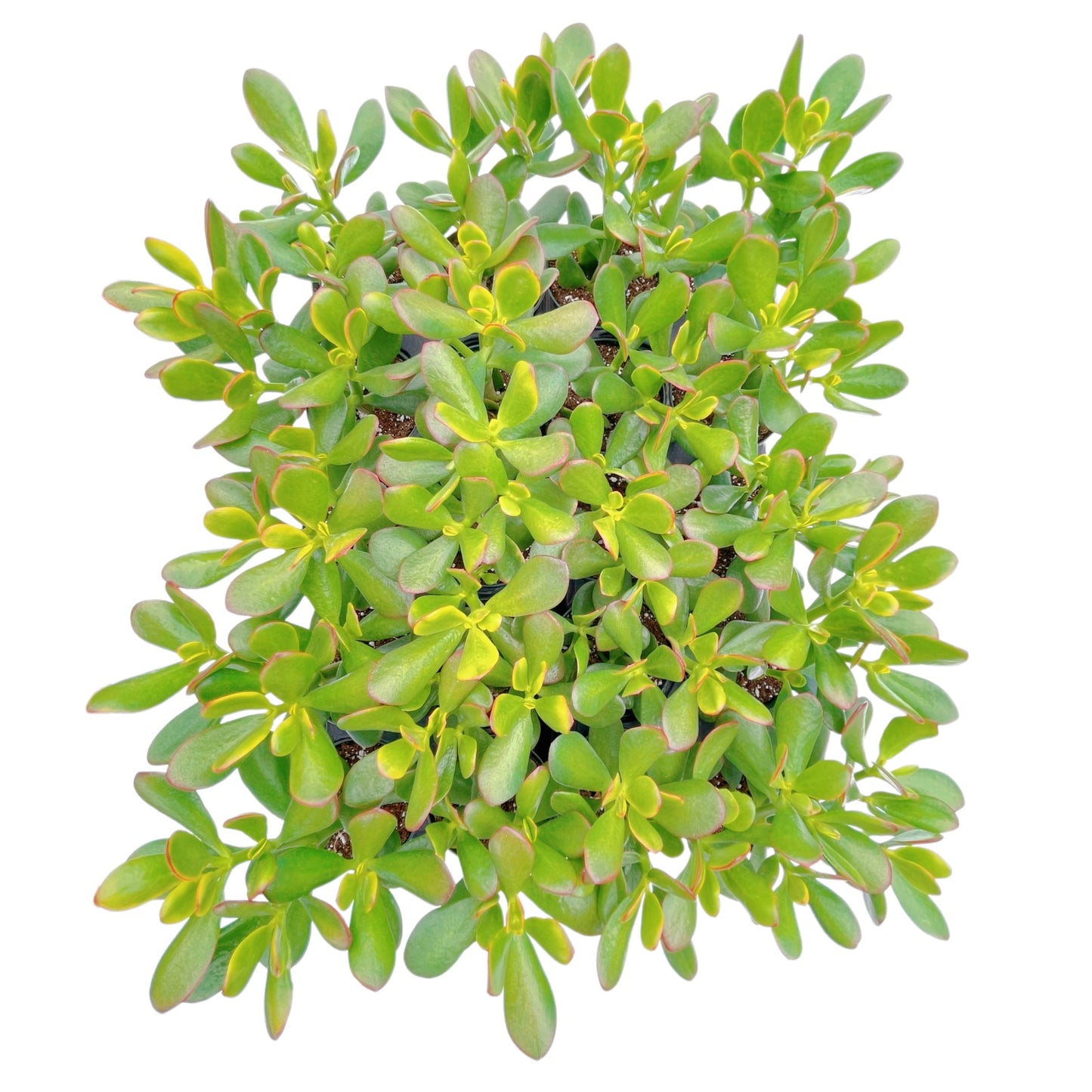Crassula Ovata 'Hummel Sunset' Jade Bulk 20 Tray in 4" Pot