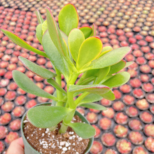 Crassula Ovata 'Hummel Sunset' Jade Bulk 20 Tray in 4" Pot