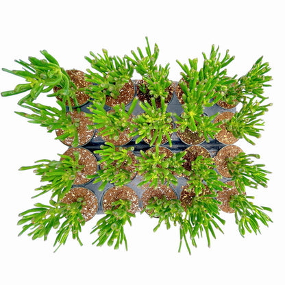 Crassula Ovata Gollum Jade Bulk 20pcs Tray in 4" Pot