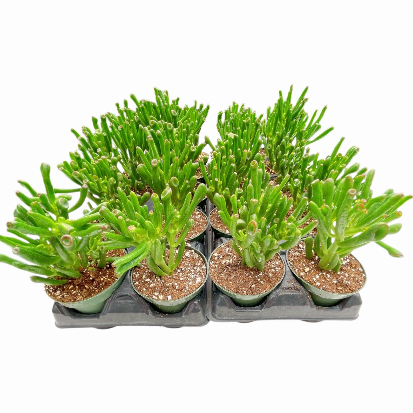 Crassula Ovata Gollum Jade Bulk 20pcs Tray in 4" Pot