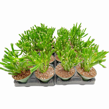 Crassula Ovata Gollum Jade Bulk 20pcs Tray in 4" Pot
